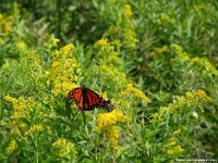 04123CrLeSh - Monarch Butterfly at Lynde Shore Conservation Park.jpg